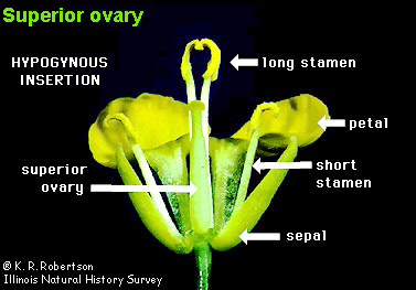 <p>Identify the ovary arrangement.</p>