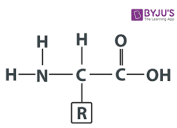 <p>centralized carbon, H group, amino group, carboxyl group, r group</p>