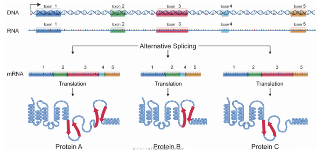 alternative splicing
