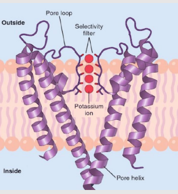 <ul><li><p><strong>Transmembrane proteins</strong> made of 2 or more α-helices crossing the lipid bilayer.</p></li><li><p>Composed of 2-6 <strong>subunits</strong> surrounding the ion-conducting pore.</p></li><li><p>Classified by:</p><ul><li><p><strong>Gating mechanism</strong></p></li><li><p><strong>Ion selectivity</strong>, based on the physical size of the pore and <strong>amino acids</strong> lining it.</p></li></ul></li></ul><p></p>
