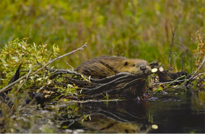 <p>species that dramatically alter their physical environment</p>