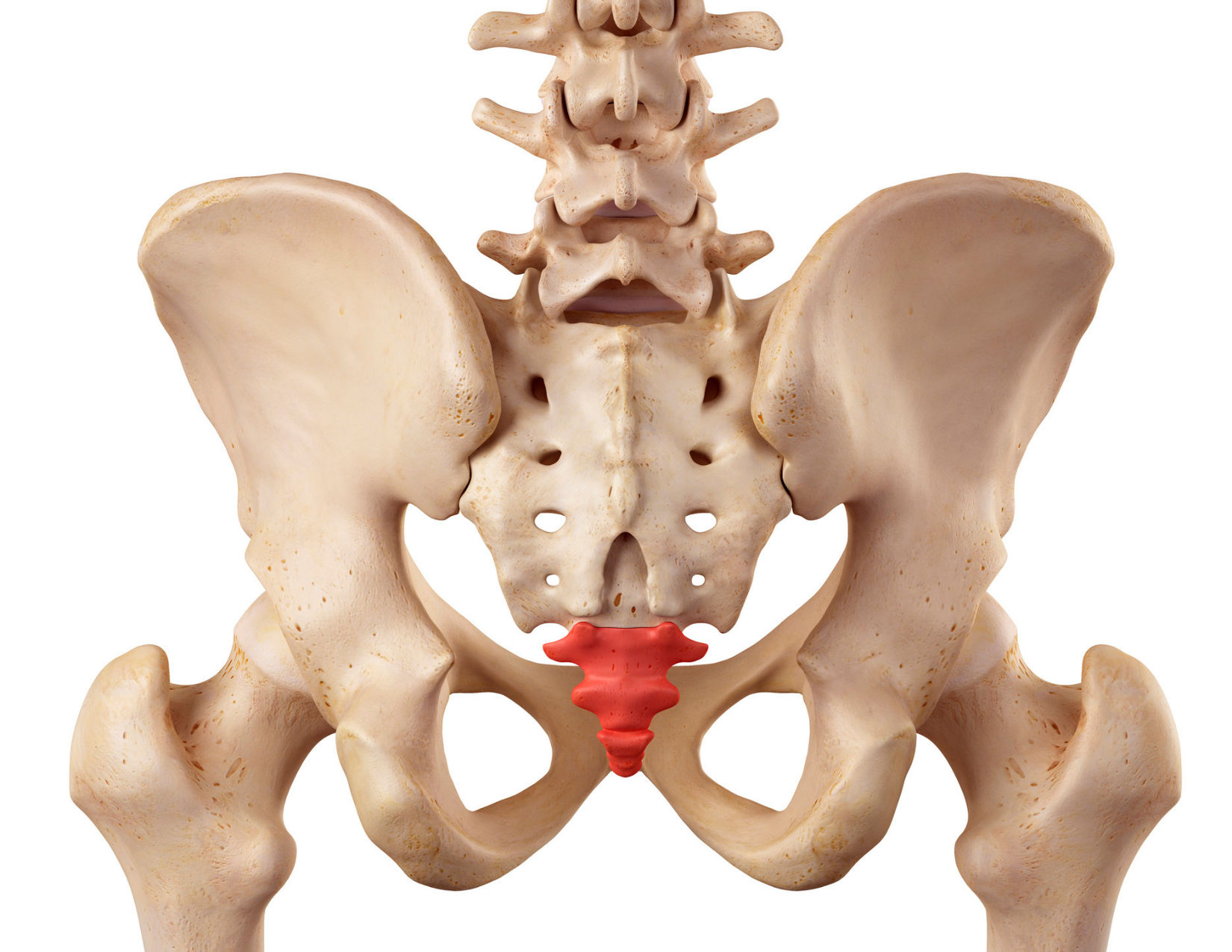 <p>Coccyx; Co1-Co4 </p>