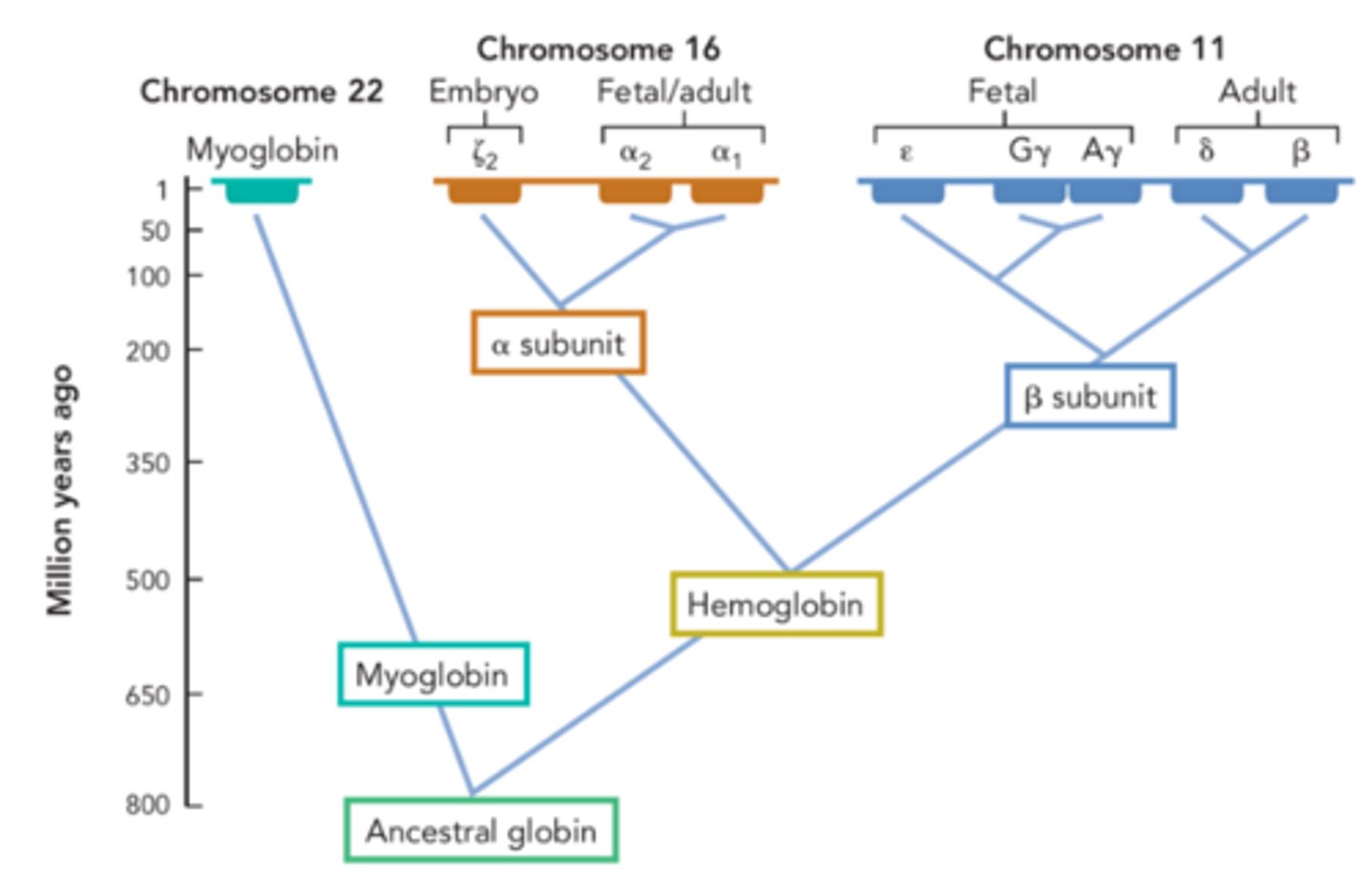 <p>Two or more different genes within a single species that are homologous because they were derived from the same ancestral gene.</p>