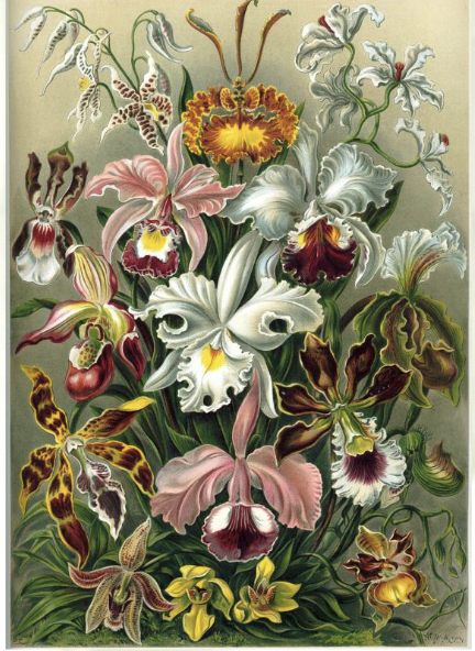 <p>Orchid family</p><p>Characterized by:</p><ul><li><p>showy bilaterally symmetrical flowers</p></li><li><p>tiny seeds with no endosperm</p></li></ul><p></p>