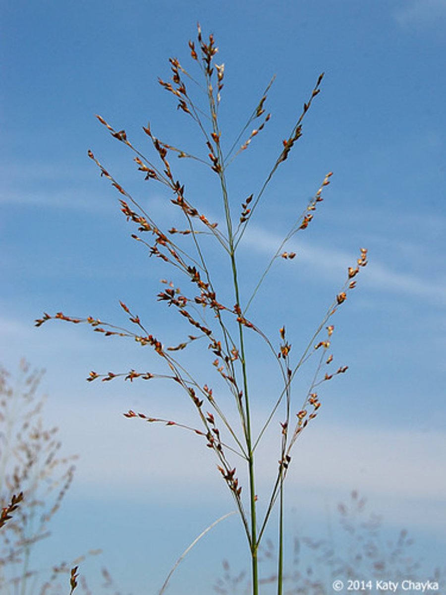 <p>In the warm season, panicles are open and ovate to pyramidal in shape, spikelets 2-flowered, and glumes are sharply pointed</p>
