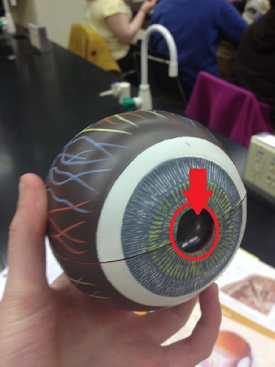 <p>Black central hole</p>