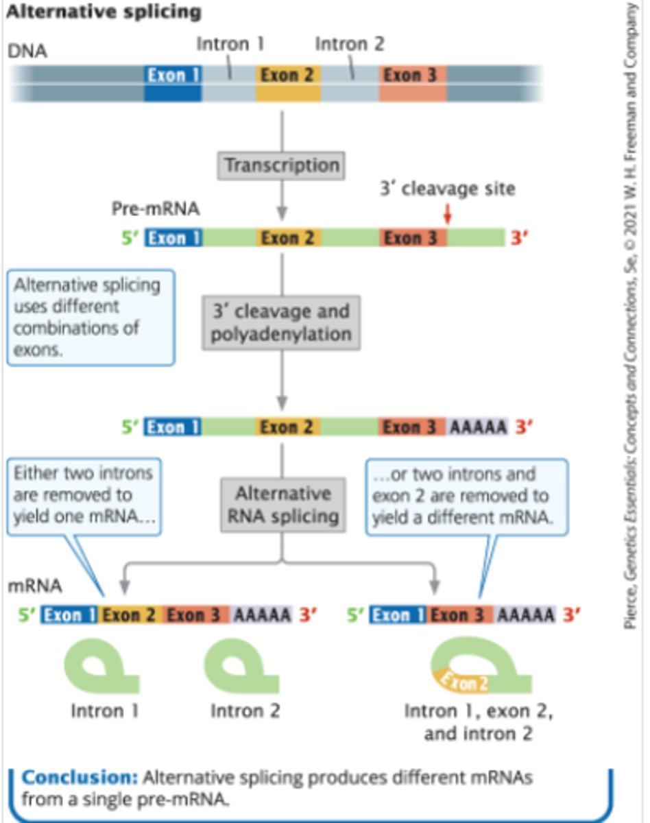 <p>-not all exons are included in the mature mRNA</p><p>-the same pre-mRNA can be spliced in more than one way to yield different mRNAs that translate into different amino acid sequences and thus different proteins</p><p>-if there are multiple cleavage sites, the 3' exons may be excluded from the mature mRNA</p><p>ex: calcitonin pre-mRNA</p>