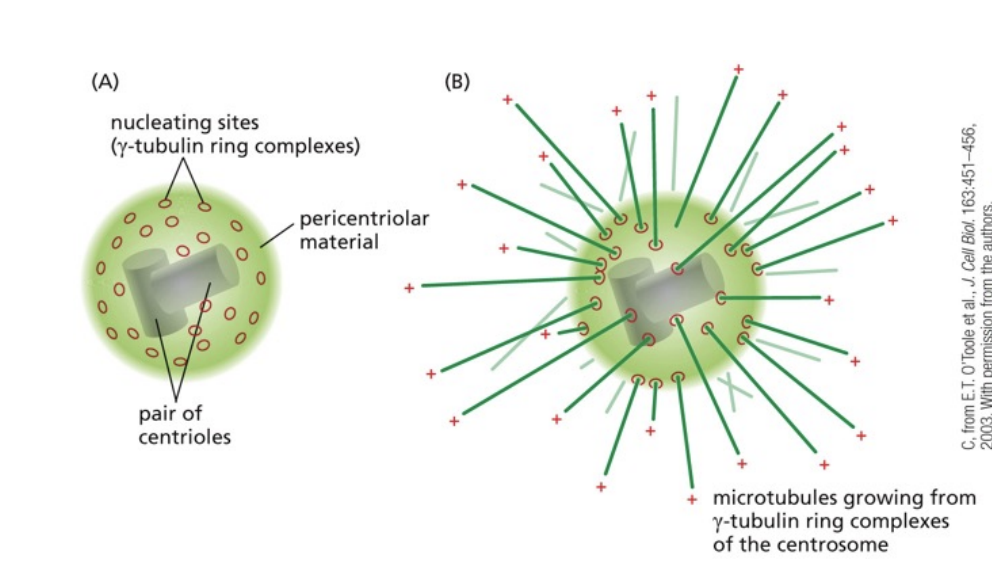 <p>2 centrioles</p><p>close </p>