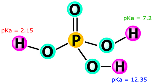 <p>a unique kpa </p><ul><li><p>the wide variety in pka values allows phosphoric acid to act as a buffer over a large range of pH values </p></li></ul><p></p>