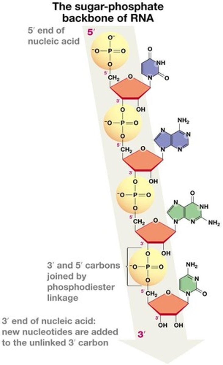 <p>A repeating sugar-phosphate backbone with a specific sequence of nitrogenous bases.</p>