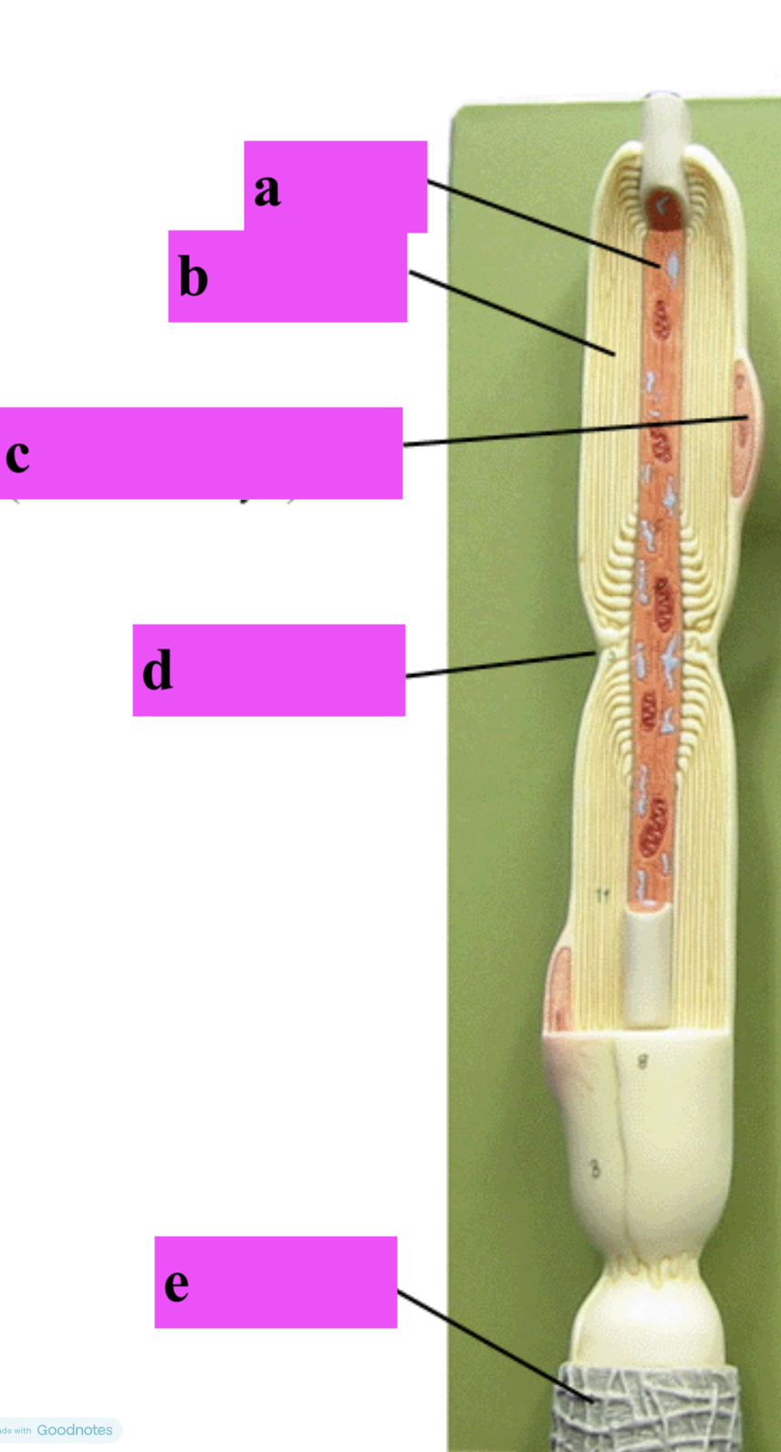 <p>a</p>