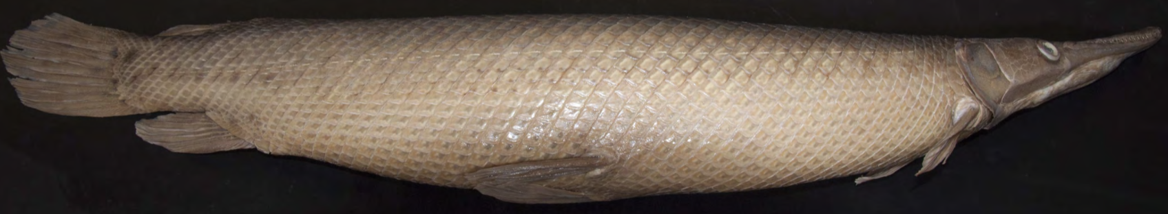 <p>!</p><p>phylum</p><p>subphylum</p><p>superclass</p><p>class</p><p>subclass</p><p>order</p>