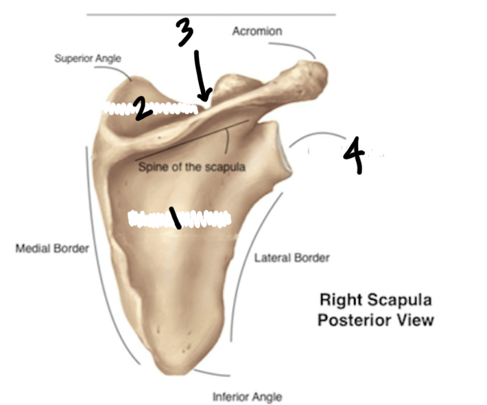 <p>Label the parts of the scapula</p>