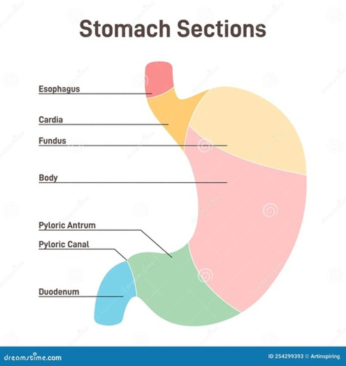 <p>Holds food, temporary storage, mechanical digestion, chemical digestion, controlled emptying into the small intestine.</p>