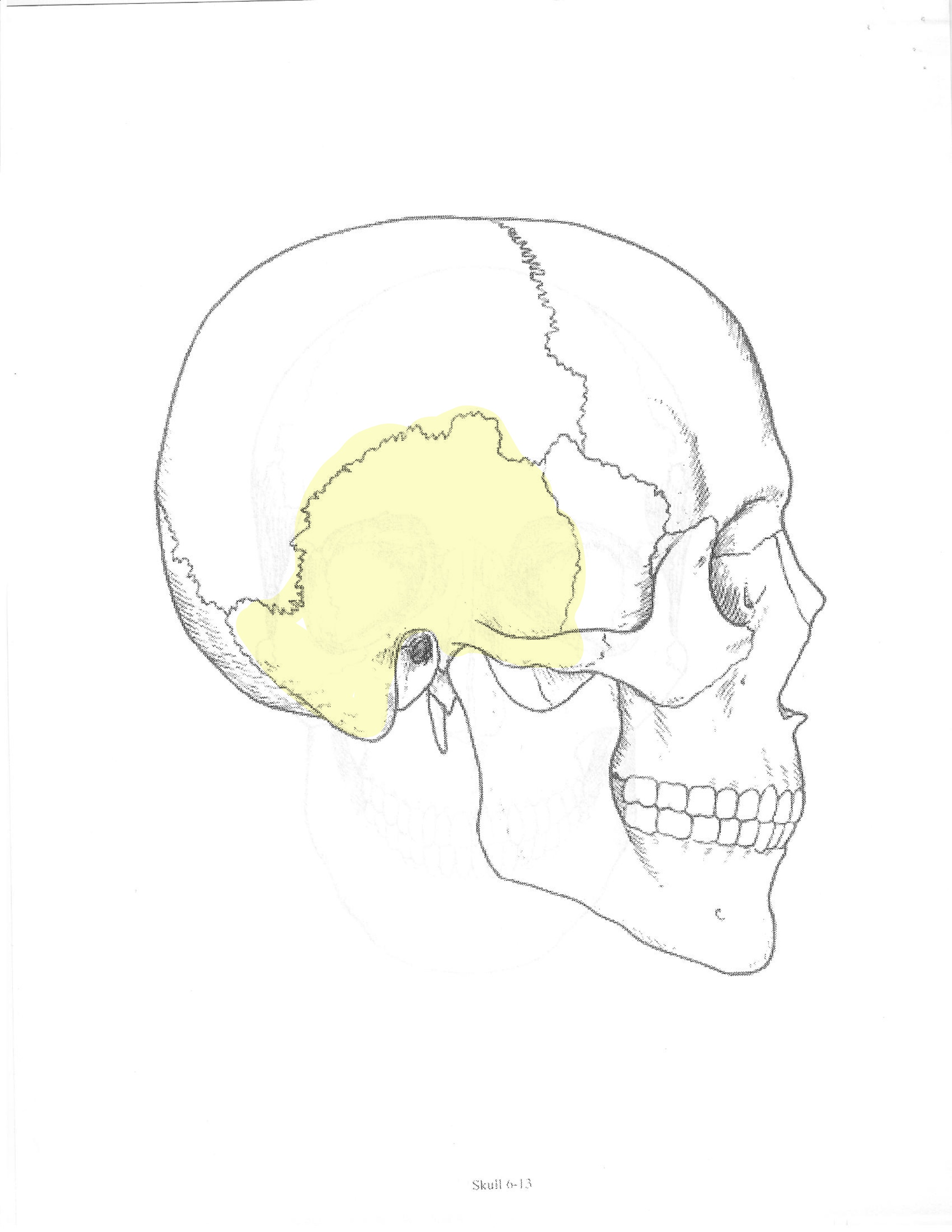 <p>ID bone</p>