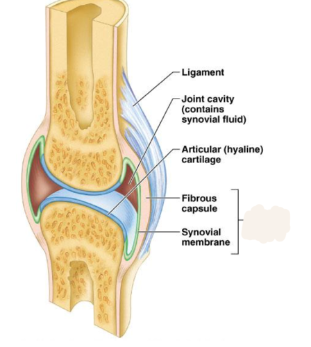 <p>sleevelike structure around a synovical joint composed of a fibrous capsule and synovial membrane</p><p>this is called</p>