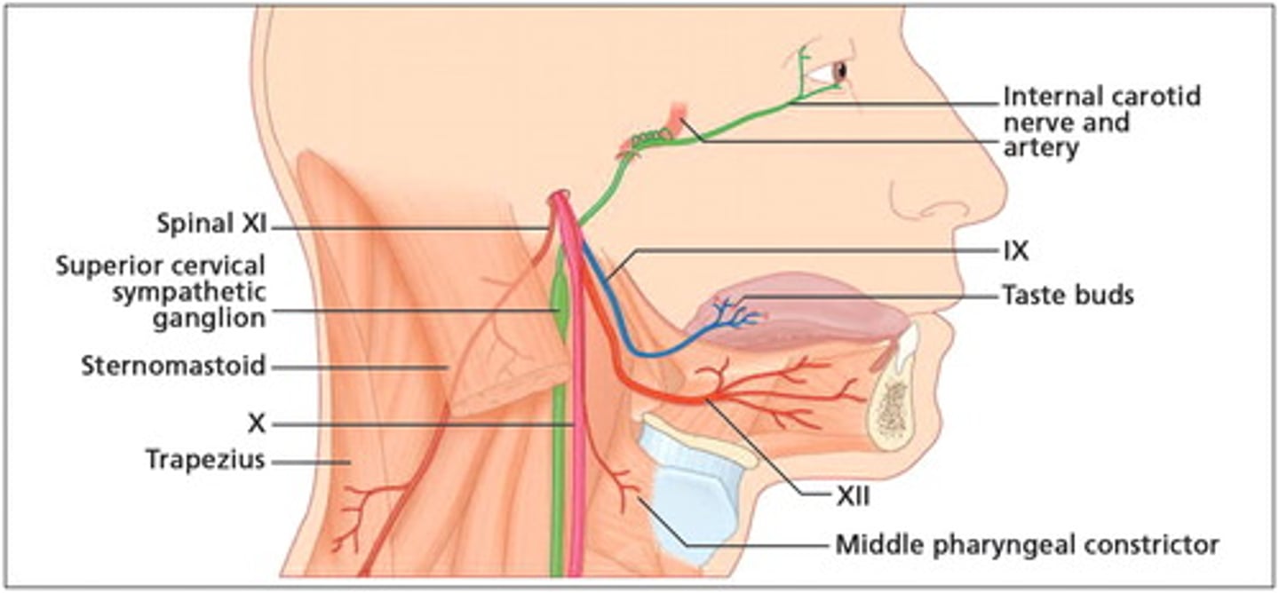<p>- Hypoglossal</p><p>- Sensory Function: NONE</p><p>- Motor Function: Tongue</p>