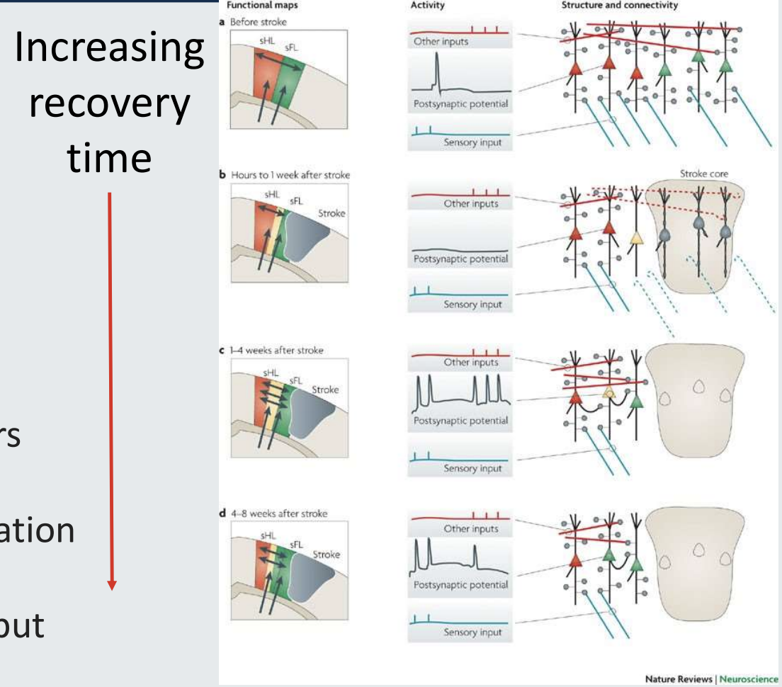 <ul><li><p><strong>Complex Recovery Process</strong>:</p><ul><li><p>Recovery operates within a <em>window of opportunity</em>.</p></li><li><p>Functional recovery rarely returns to pre-stroke levels.</p></li></ul></li><li><p><strong>8 Weeks Following Stroke</strong>:</p><ul><li><p><strong>Synaptic Refinement</strong>: Connections become more refined.</p></li><li><p><strong>Improved Sensory Specificity</strong>: Sensory responses become more specific.</p></li><li><p><strong>Neuronal Rewiring</strong>:</p><ul><li><p>Some neurons are rewired to process information from damaged regions.</p></li><li><p>Rewired neurons become selective for sensory input.</p></li></ul></li></ul></li></ul><p></p>