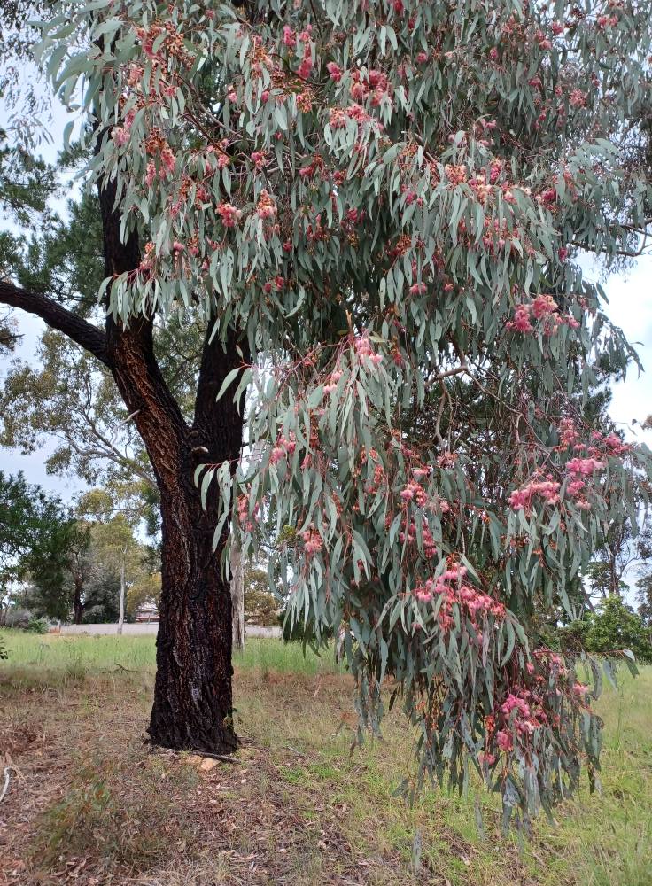 <p>Red iron bark (Invasive)</p>