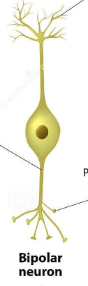 <ul><li><p>Two projections emerge from the soma in opposite directions → <strong><mark data-color="purple" style="background-color: purple; color: inherit;"><span>one axon &amp; one dendrite</span></mark></strong><span>. </span></p></li><li><p><strong><mark data-color="purple" style="background-color: purple; color: inherit;"><span>Retinal cells.</span></mark></strong></p></li></ul><p></p>