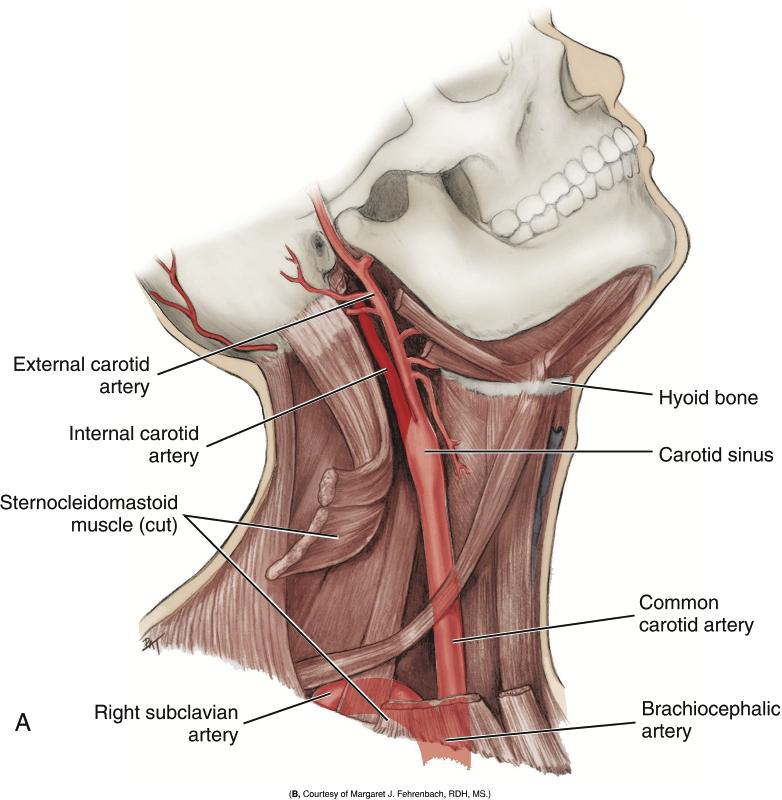 <p>What is the Carotid Sinus?</p>