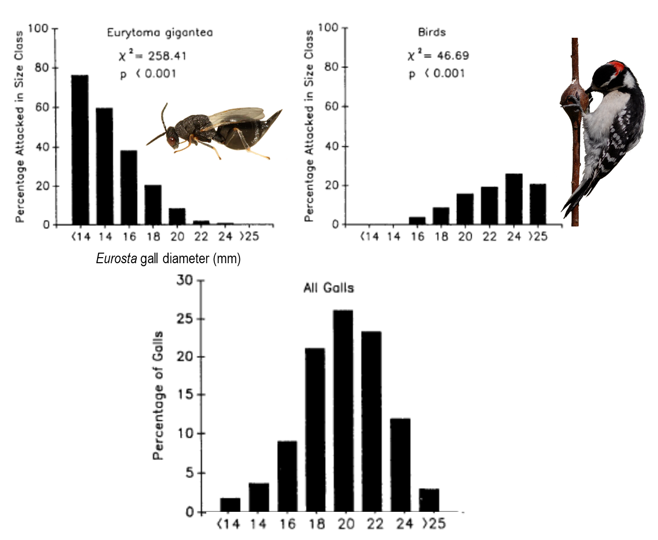 <p>The figures below depict the results of a classic study on the effects of predators (birds) and parasitoids (Eurytoma gigantea) on goldenrod ball gall size. Because gall size and the feeding rate of the gall-inducing fruit fly larva (Eurosta solidaginis) are positively correlated, these results suggest that natural selection favors ___________feeding rates when Eurytoma and gall fly eating birds are present. a. fast b. slow c. moderate d. all</p>