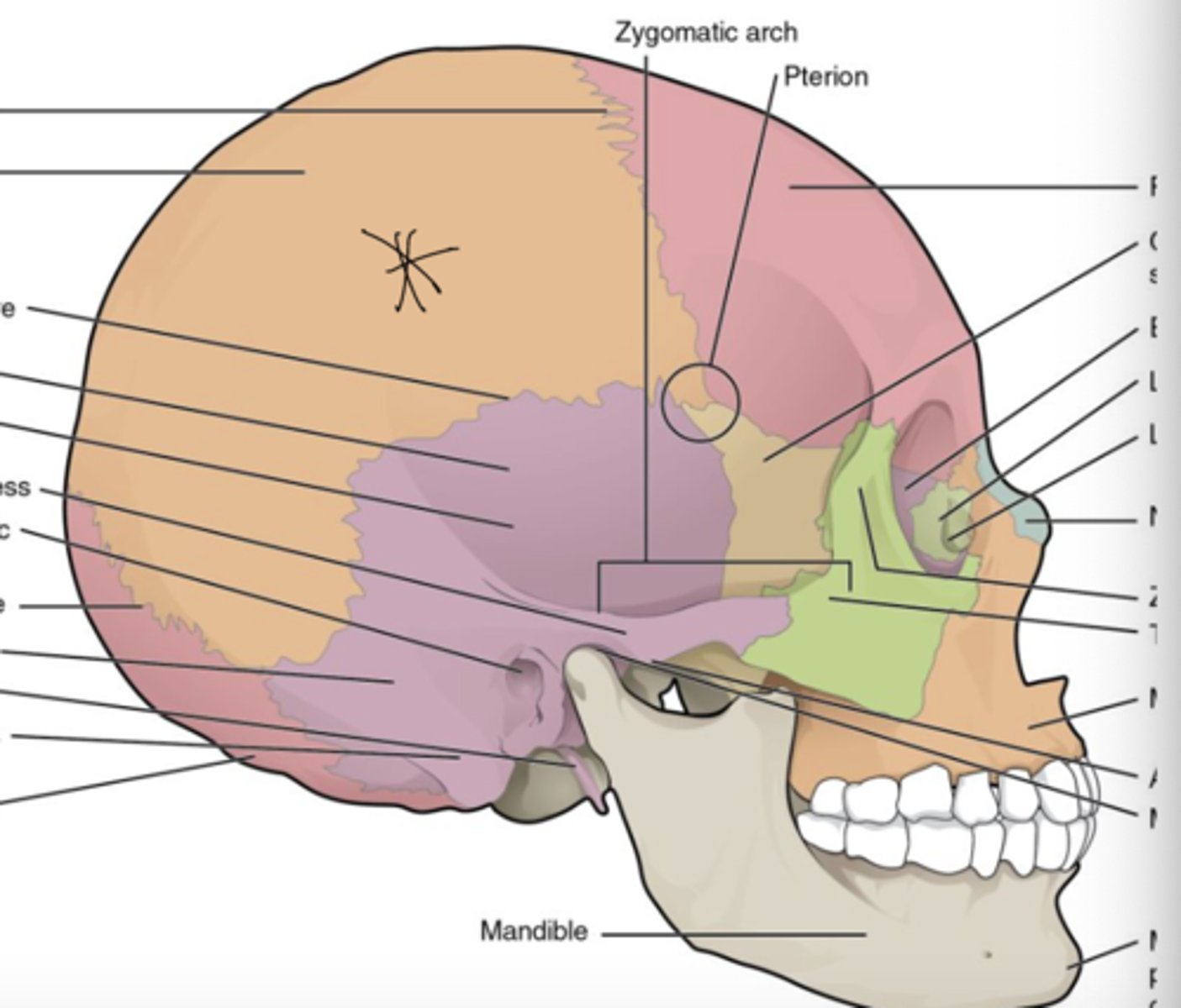 <p>Form the roof and lateral sides of the skull</p>