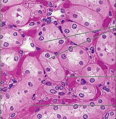<p><strong>what is the epithelia?</strong></p>