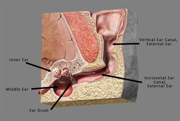 <p>Divisions of the hearing apparatus: external ear</p>