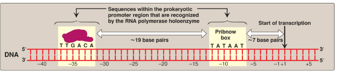 <p>Label this section of the prokaryotic promoter region.</p>