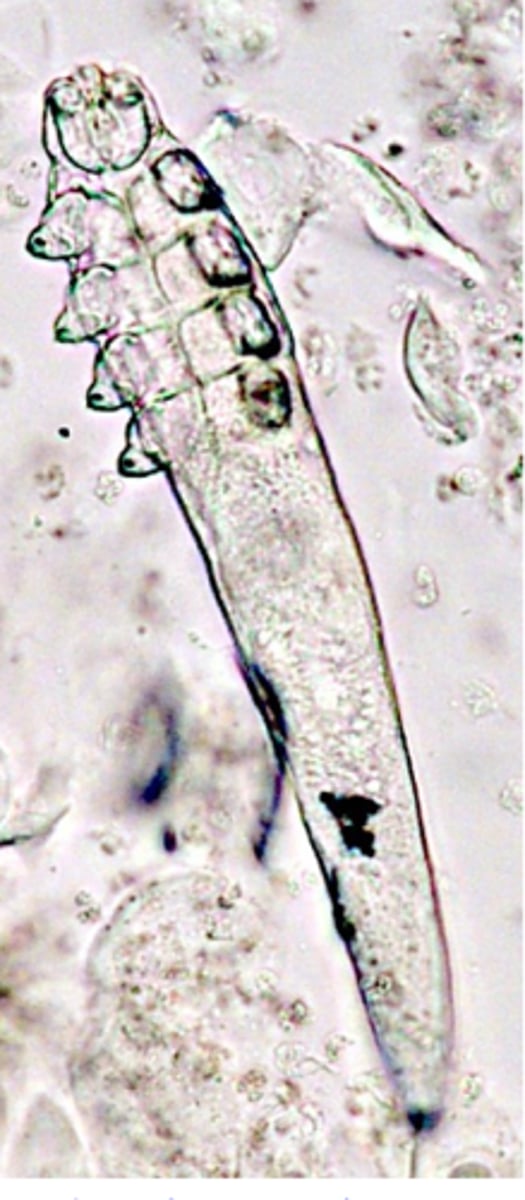 <p>• Hosts: dog;</p><p>• Location: hair follicles, sebaceous glands, corneum layer of the skin;</p><p>• Significance for human health: none. </p><p>• Demodex canis: locates in hair follicles &amp; sebaceous glands;</p><p>• Demodex injai: longer body, locates in the hair follicles and sebaceous glands and is generally associated with greasy/oily skin and coat;</p>