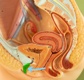 <p>Clitoris</p>