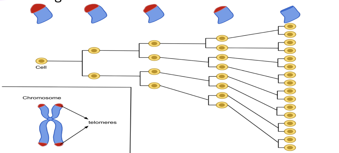<p>the eventual information (gene) loss in chroms with continuous cell division (degradation with age) → happens at less than 50 generations in a culture</p>