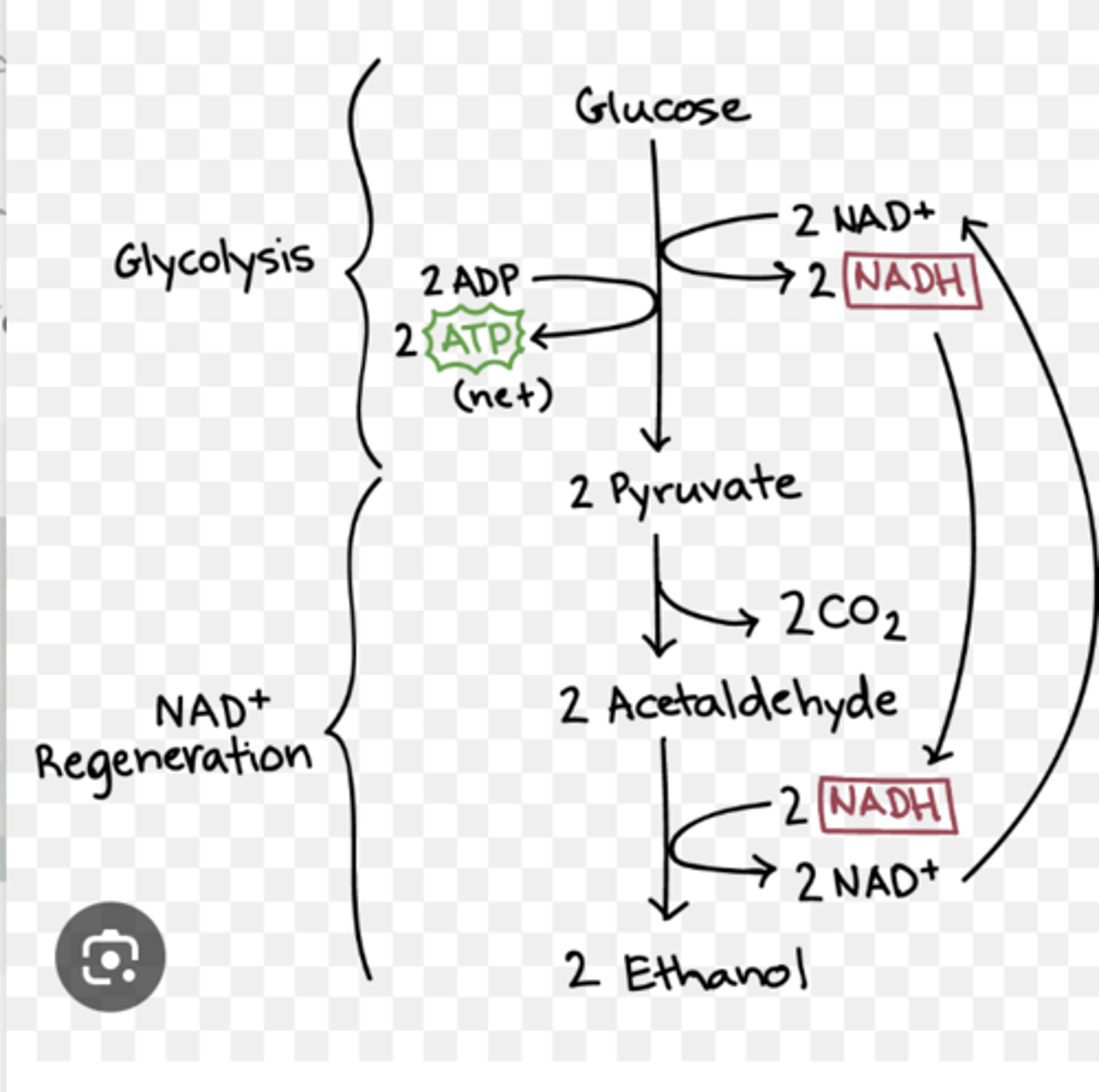<p>ethanol and carbon dioxide</p>