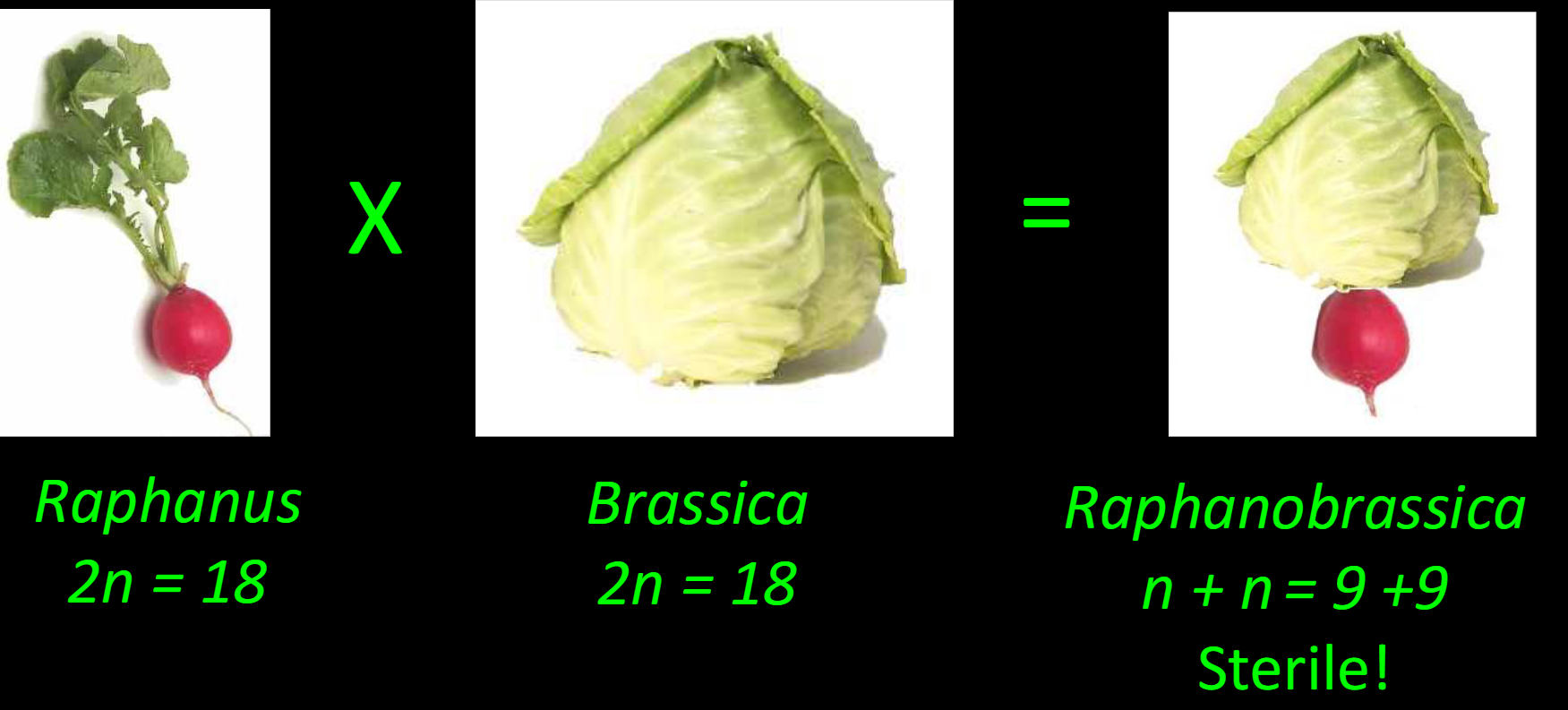 <p>-tried to cross a radish and a cabbage</p><p>-eventually managed it, but was sterile</p>