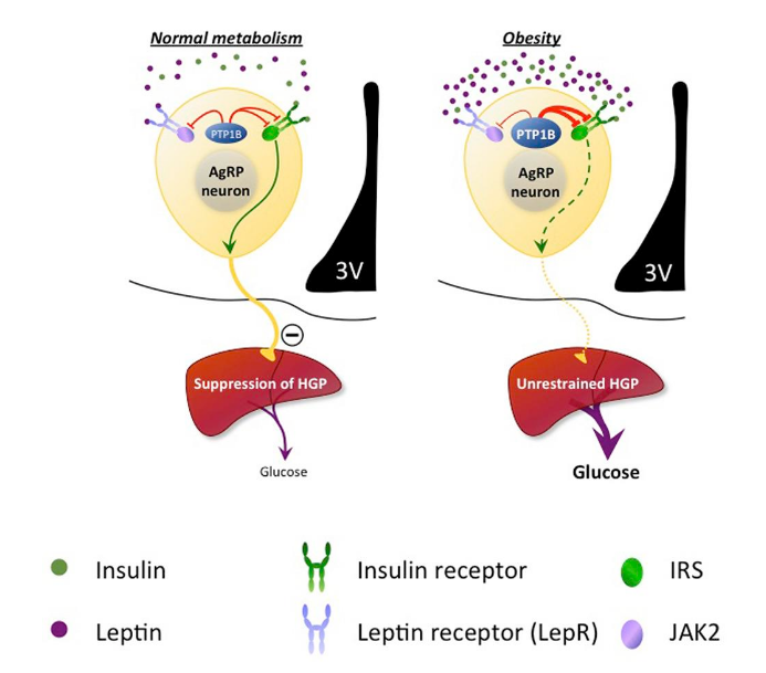 <p>Obesity has so much negativity in the insulin receptor: hepatic glucose production increases, it is unrestricted and this causes by time diabetes etc.</p>