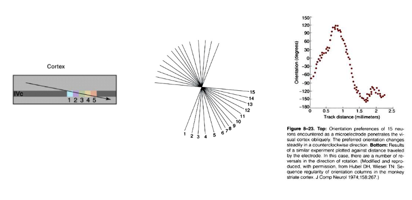 <ul><li><p>elk van ± 200 miljoen neuronen in V1 reageert op reeks stimuluseigenschappen:</p><ul><li><p>lijnen, randen, strepen en/of roosters</p></li><li><p>in een bepaalde hoek georiënteerd</p></li><li><p>met bepaalde breedte of ruimtelijke frequentie</p></li><li><p>op een bepaalde manier bewegen</p></li></ul></li></ul><p>→ niet lukraak verspreid over V1</p><ul><li><p>ontdekking:</p><ul><li><p>registratie-elektrode door lagen van cortex duwen in richting loodrecht op corticale oppervlak → alle cellen die ze tegenkwamen vertoonden vergelijkbare oriëntatievoorkeuren</p></li><li><p>elektrodepositie over kleine afstand verschoven &amp; opnieuw loodrecht doordringen → alle cellen reageerden beste op een iets andere oriëntatie (10 of 15 graden tov oorspronkelijke oriëntatie)</p></li></ul></li></ul><p>→ conclusie: neuronen met vergelijkbare oriëntatievoorkeuren zijn gerangschikt in kolommen die zich verticaal door cortex uitstrekken</p><p></p><p>→ ander experiment: tangentiële penetraties in gestreepte cortex:</p><ul><li><p>systematische &amp; progressieve verandering in voorkeursoriëntatie</p><ul><li><p>vrijwel alle oriëntaties binnen afstand van ± 0,5mm tegengekomen</p></li></ul></li></ul><p></p><p>→ oriëntatie niet enige eigenschap die in kolommen in visuele cortex is gerangschikt:</p><ul><li><p>informatie van 2 ogen zijn gescheiden gehouden in LGN (elke LGN-cel reageert op ene of andere oog, maar nooit op beide ogen) → indeling in V1 verandert:</p><ul><li><p>meeste cellen: beïnvloed door input van zowel linkeroog als rechteroog</p></li></ul></li><li><p>neuronen in V1 reageren iets sterker wanneer stimulus in ene oog wordt gepresenteerd dan wanneer deze in andere oog wordt gepresenteerd</p><ul><li><p>= oculaire dominantie</p></li><li><p>neuronen die dezelfde oogvoorkeur delen (en oculaire dominantie vertonen) → kolomvormige rangschikking</p></li></ul></li><li><p>oogvoorkeur verandert zowat elke 0,5mm</p></li></ul><p></p>