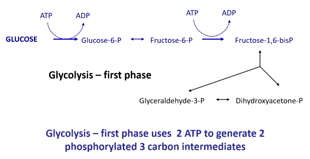 <p>uses 2 ATPs to generate 2 phosphorylated 3-carbon intermediates </p>
