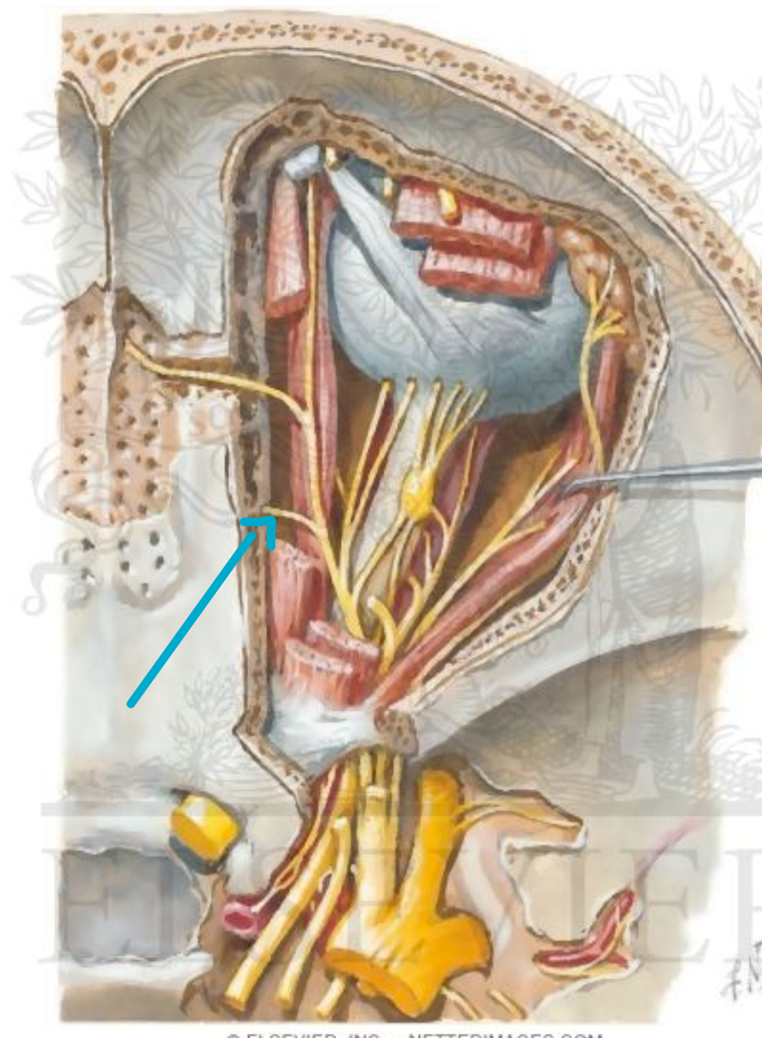 <p>which nerve?</p>