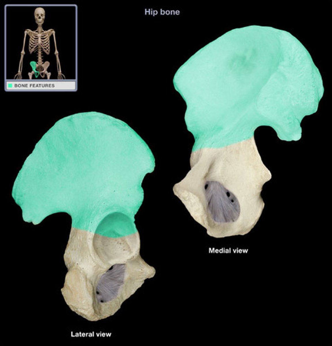 <p>the large broad bone forming the upper part of each half of the hip bone</p>