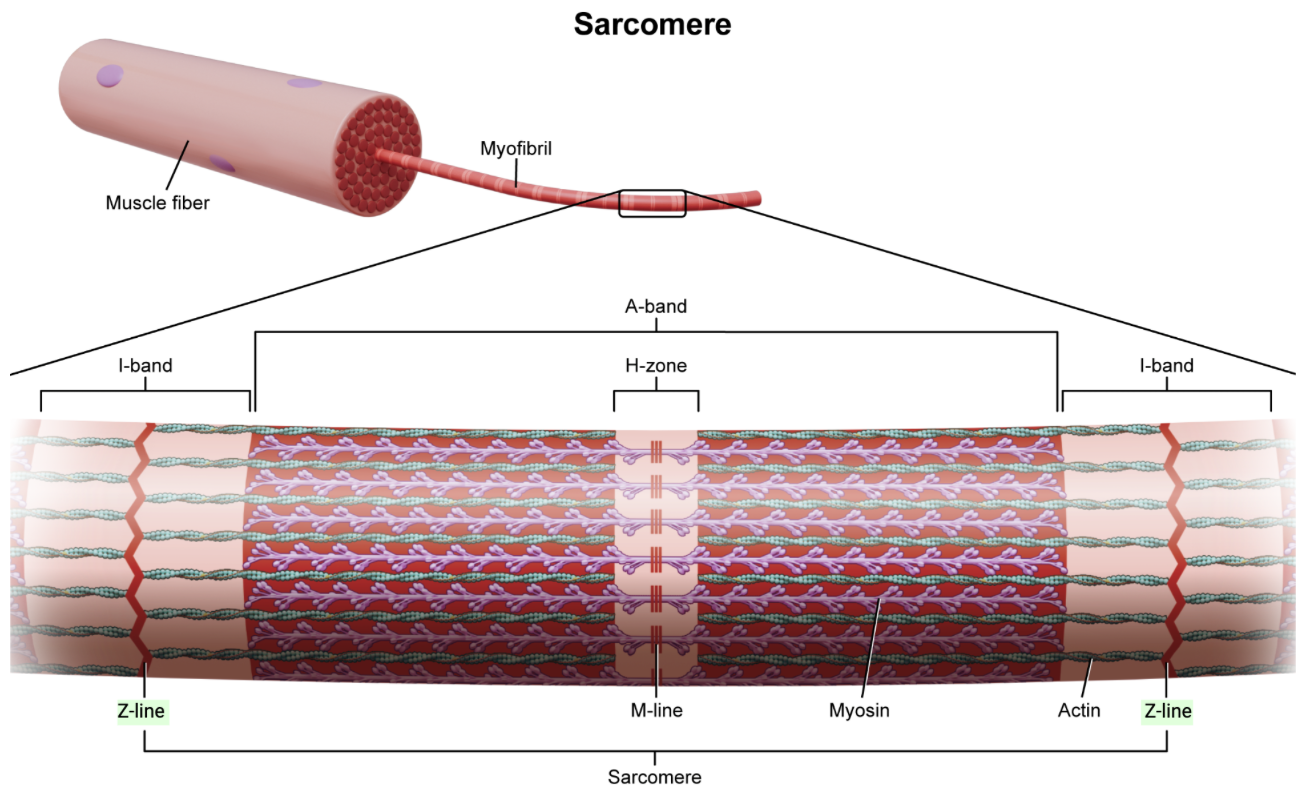 <p><strong>D. cell membrane of a muscle fiber…</strong>which is involved in excitation-contraction coupling and maintaining the ionic environment. </p>