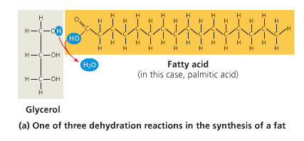 <p>a covalent bond between a hydroxyl group (glycerol) and a carboxyl group (fatty acid) created with a dehydration reaction</p>