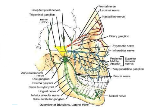 zenuw, type, functie, craniale foramen