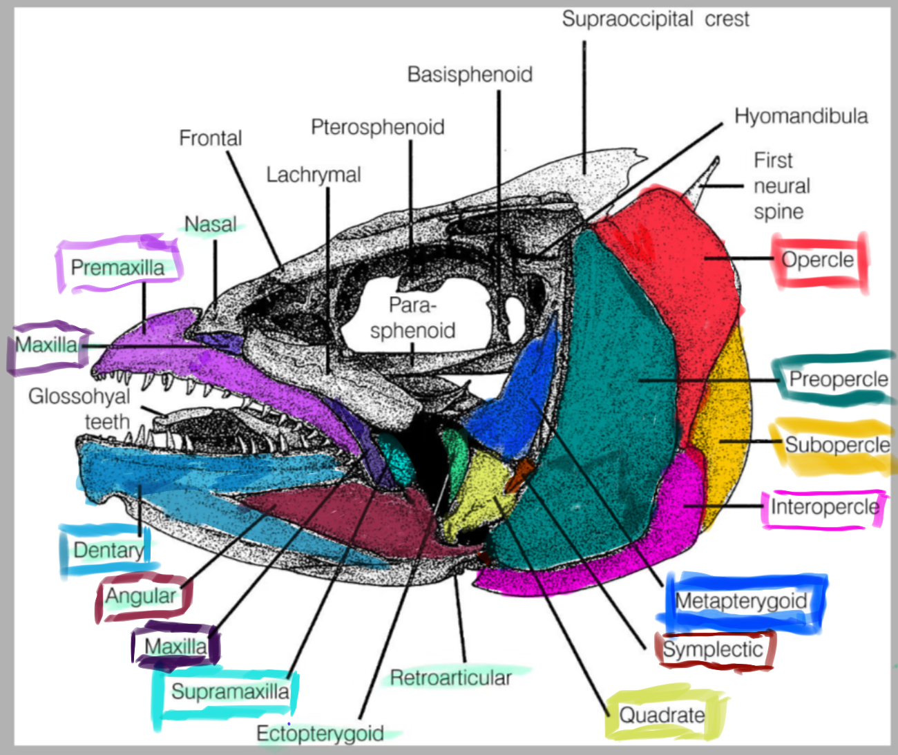 <p>The study of the bony structures of the head in fishes.</p>
