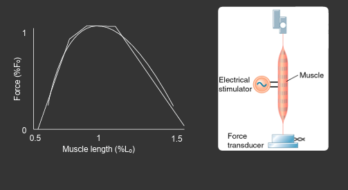<p>represents an average </p><ul><li><p>in actuality it is a cubic graph </p></li></ul><p></p>