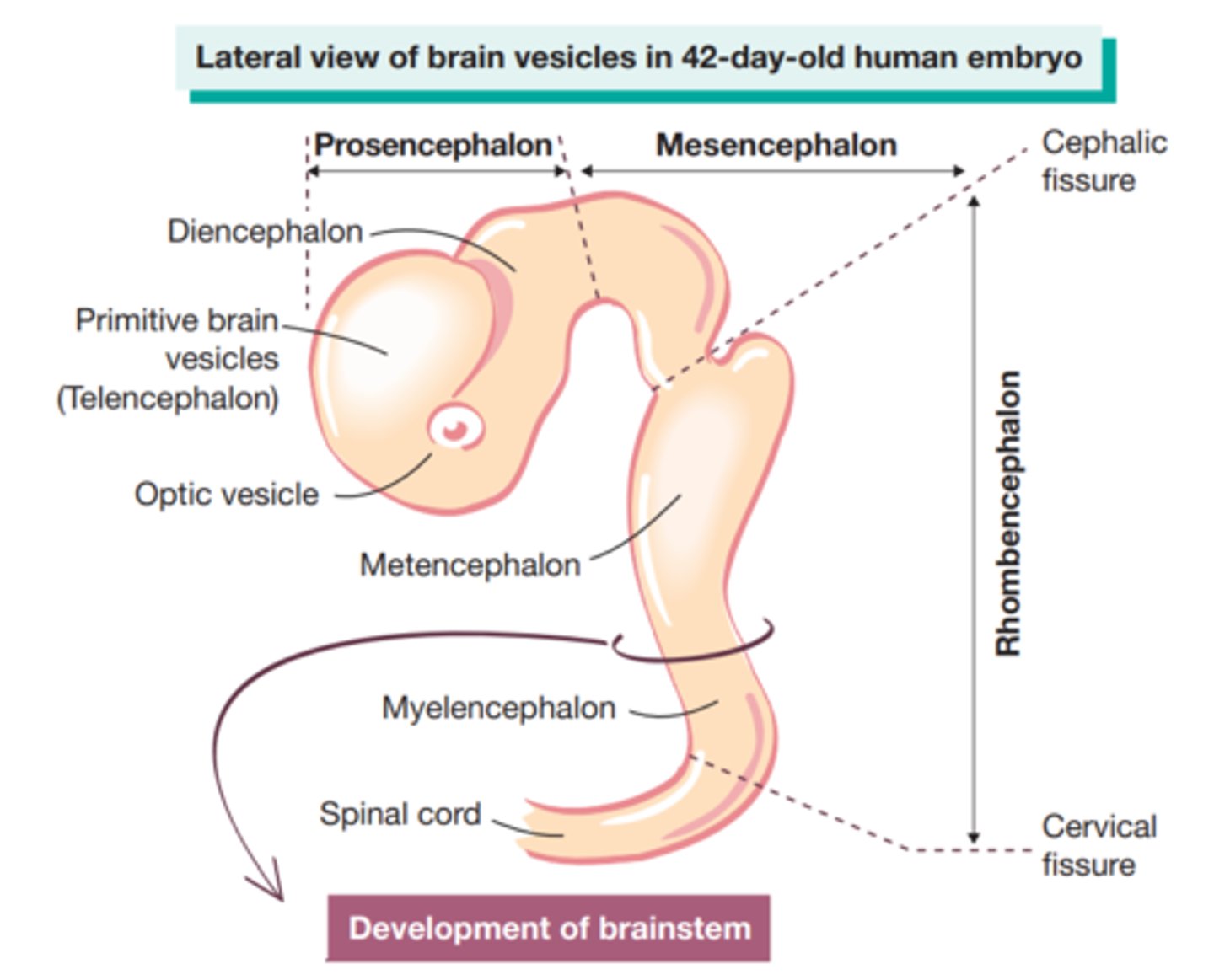 <p>curve in midbrain of the embryo that positions the forebrain ventrally</p>