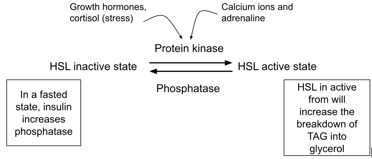 Converting HSL to its active and inactive forms