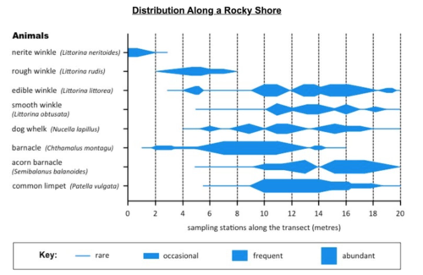 <p>A diagram used to visualise the abundance and distribution of different species, using belt transect data</p>