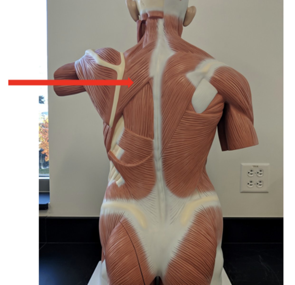 <p>what is this?</p>