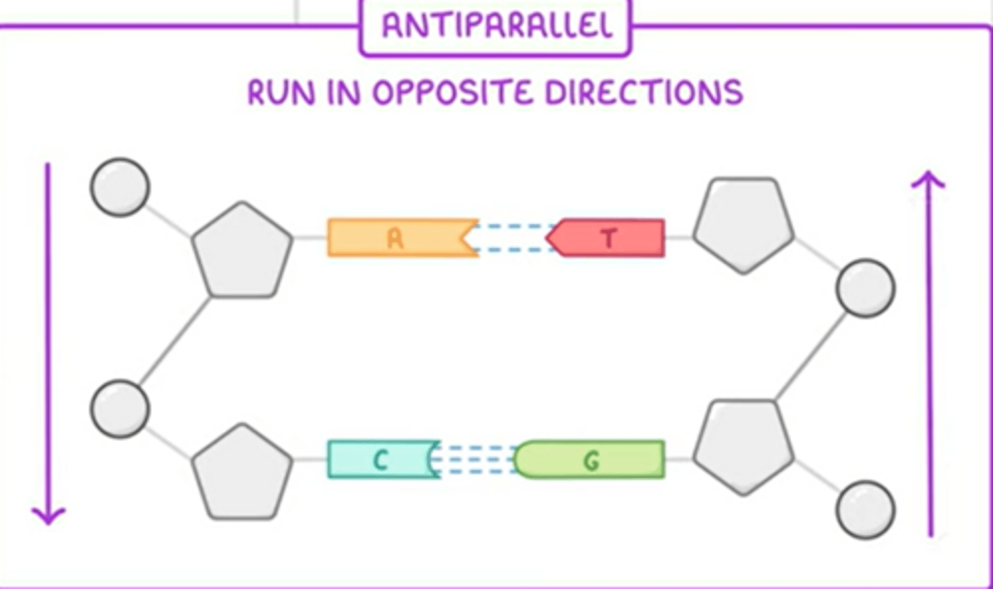 <p>The 2 strands run in opposite directions</p>